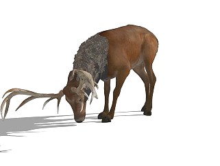 精品动物模型鹿(8)